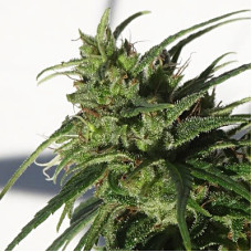 Etíope regular (ACE Seeds)