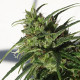 Насіння коноплі Etíope reg. ACE Seeds