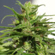 Насіння коноплі Etíope reg. ACE Seeds