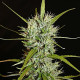 Насіння коноплі Filipinas Kibungan reg. ACE Seeds