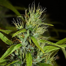 Filipinas Kibungan regular (ACE Seeds)