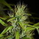 Насіння коноплі Filipinas Kibungan reg. ACE Seeds