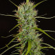 Насіння коноплі Filipinas Kibungan reg. ACE Seeds