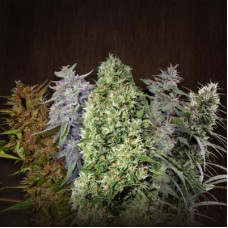 ACE Mix regular (ACE Seeds)