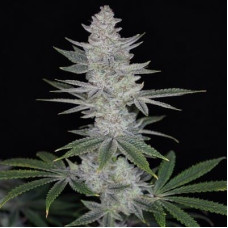 Romulan «BX1» regular (ACE Seeds)