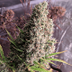 Насіння коноплі Golden Tiger reg. ACE Seeds