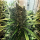 Насіння коноплі Golden Tiger reg. ACE Seeds