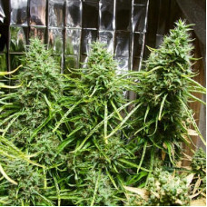 Golden Tiger regular (ACE Seeds)