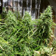 Насіння коноплі Golden Tiger reg. ACE Seeds