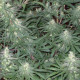 Семена конопли Green Mountain Grape reg. ACE Seeds