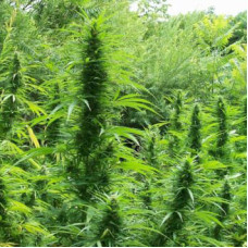 Green Mountain Grape regular (ACE Seeds)