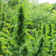 Семена конопли Green Mountain Grape reg. ACE Seeds