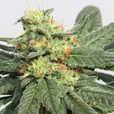 HashTonic regular (ACE Seeds)