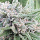 Насіння коноплі Himalaya Snow reg. ACE Seeds