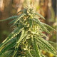 Насіння коноплі Himalaya Snow reg. ACE Seeds