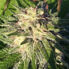 Himalaya Snow regular (ACE Seeds)