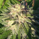 Насіння коноплі Himalaya Snow reg. ACE Seeds