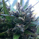 Насіння коноплі Hokkaido Japón reg. ACE Seeds