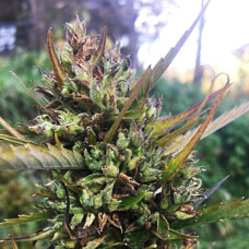 Hokkaido Japón regular (ACE Seeds)