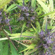 Насіння коноплі Hokkaido Japón reg. ACE Seeds