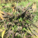 Насіння коноплі Hokkaido Japón reg. ACE Seeds