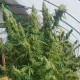 Насіння коноплі Honduras reg. ACE Seeds