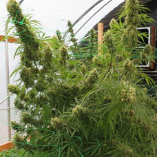 Honduras regular (ACE Seeds)