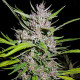 Насіння коноплі Honduras x Panama reg. ACE Seeds