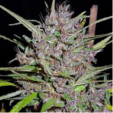 Honduras x Panama regular (ACE Seeds)