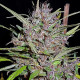 Насіння коноплі Honduras x Panama reg. ACE Seeds