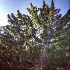 Kalimpong regular (ACE Seeds)