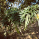 Семена конопли Kalimpong reg. ACE Seeds