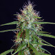Семена конопли Kerala Chellakutti reg. ACE Seeds