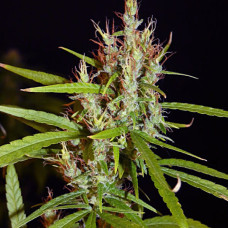 Kerala Chellakutti regular (ACE Seeds)