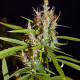 Семена конопли Kerala Chellakutti reg. ACE Seeds