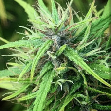 Kerala Gold regular (ACE Seeds)