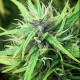 Семена конопли Kerala Gold reg. ACE Seeds