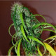 Семена конопли Kerala Gold reg. ACE Seeds