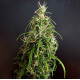 Насіння коноплі Kullu reg. ACE Seeds