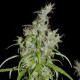Насіння коноплі Kullu reg. ACE Seeds