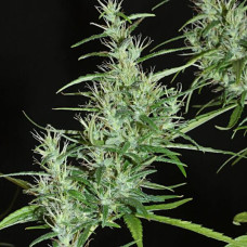 Kullu regular (ACE Seeds)