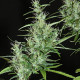 Насіння коноплі Kullu reg. ACE Seeds