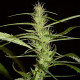 Насіння коноплі Lao Highland reg. ACE Seeds