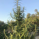 Насіння коноплі Lao Highland reg. ACE Seeds