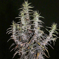 Lao Highland regular (ACE Seeds)