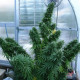 Насіння коноплі Líbano reg. ACE Seeds
