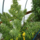 Насіння коноплі Líbano reg. ACE Seeds