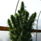 Насіння коноплі Líbano reg. ACE Seeds