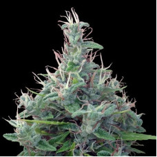 Líbano regular (ACE Seeds)