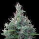 Насіння коноплі Líbano reg. ACE Seeds